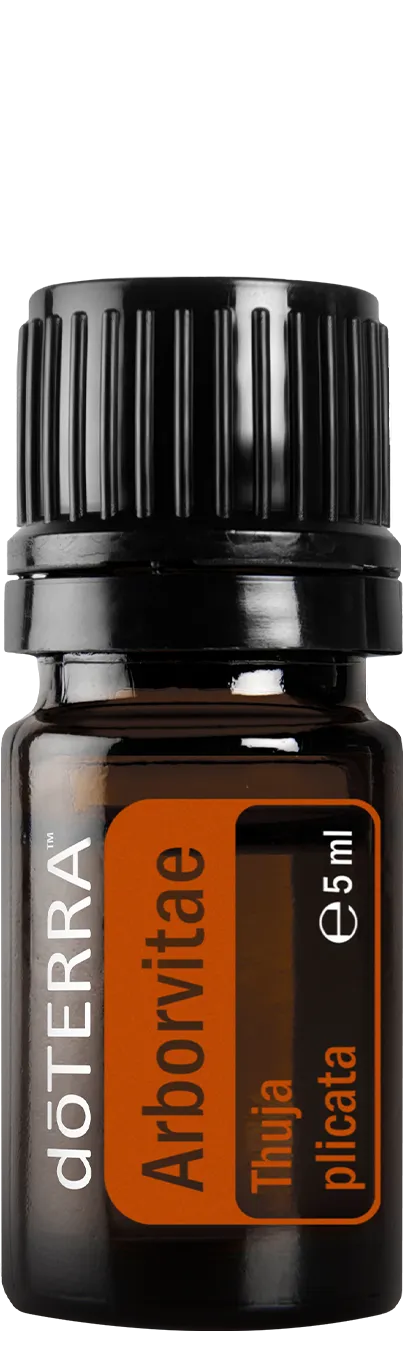 Arborvitae